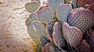 Preview wallpaper cactus, needles, desert