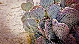 Preview wallpaper cactus, needles, desert