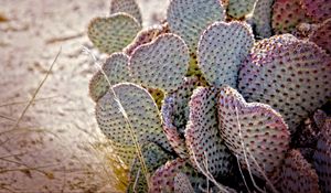 Preview wallpaper cactus, needles, desert