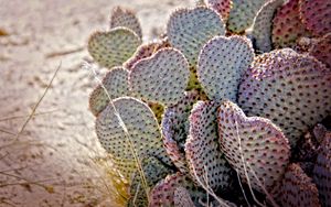 Preview wallpaper cactus, needles, desert