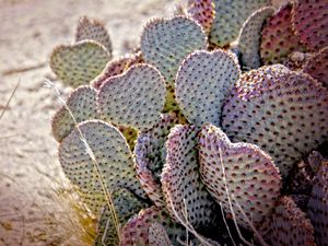 Preview wallpaper cactus, needles, desert