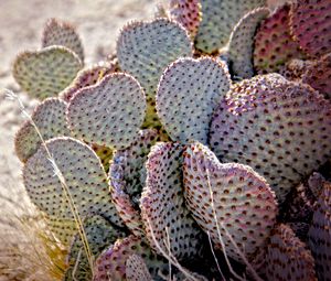 Preview wallpaper cactus, needles, desert