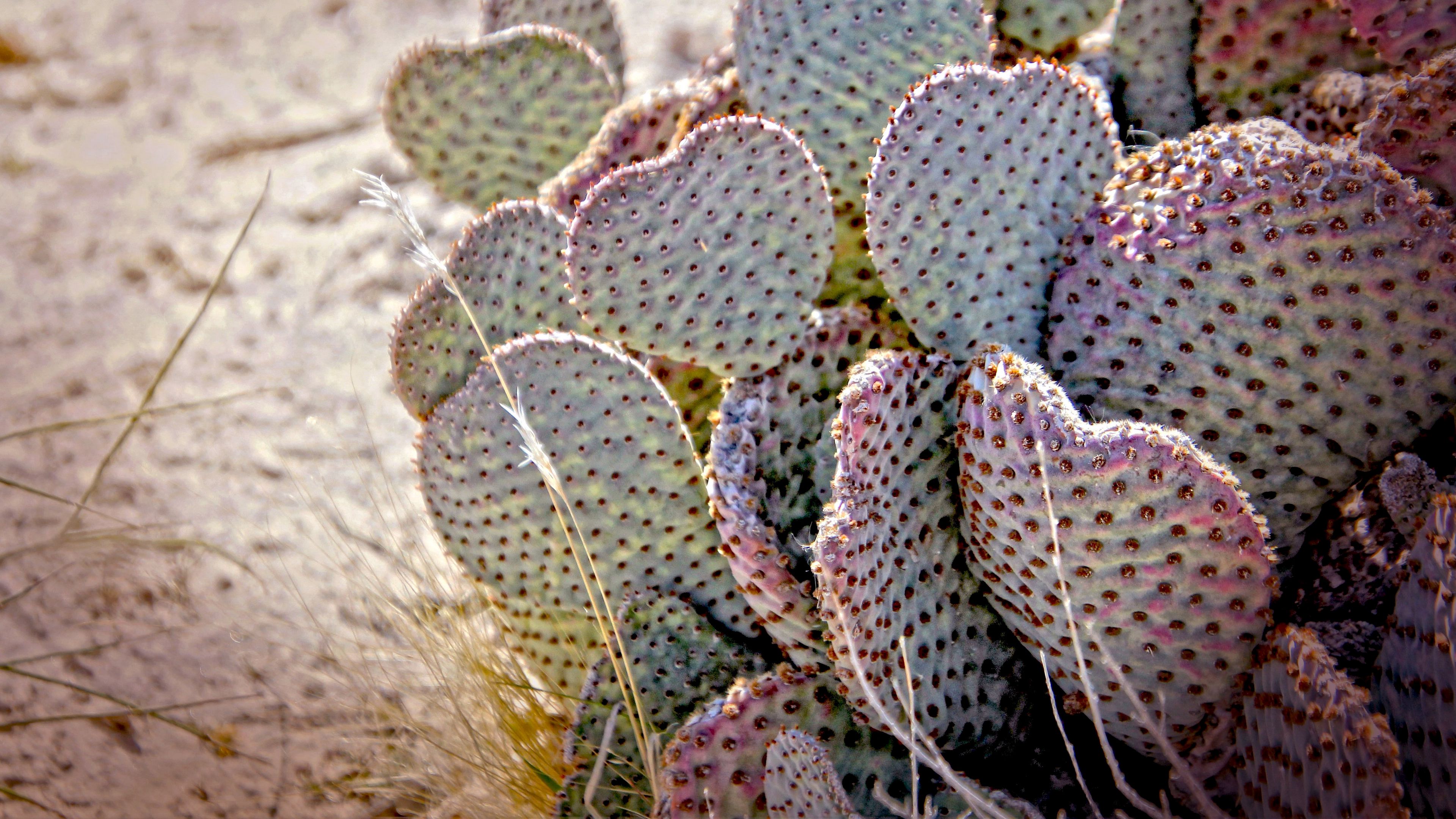 Download wallpaper 3840x2160 cactus, needles, desert 4k uhd 16:9 hd