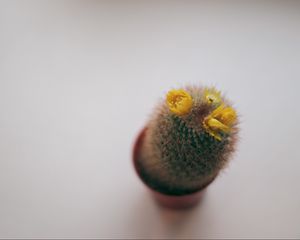 Preview wallpaper cactus, needles, flowers, thorns