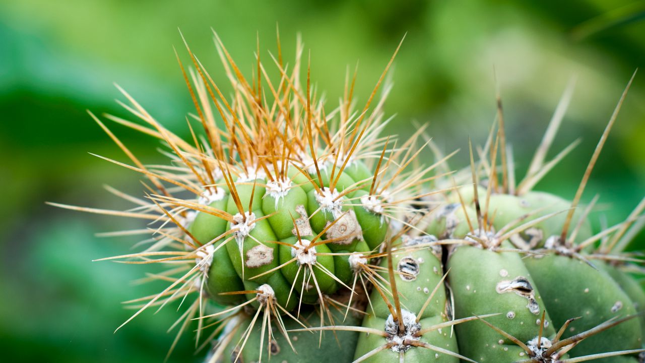 Wallpaper cactus, needles, green, blur, macro