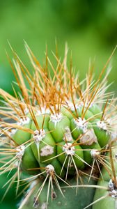 Preview wallpaper cactus, needles, green, blur, macro