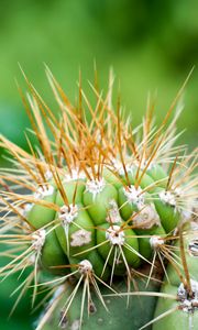 Preview wallpaper cactus, needles, green, blur, macro