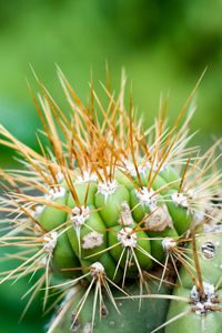 Preview wallpaper cactus, needles, green, blur, macro