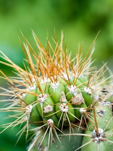 Preview wallpaper cactus, needles, green, blur, macro