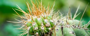 Preview wallpaper cactus, needles, green, blur, macro