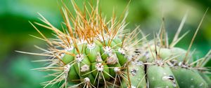 Preview wallpaper cactus, needles, green, blur, macro