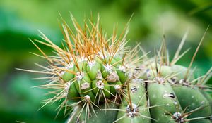 Preview wallpaper cactus, needles, green, blur, macro