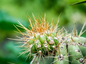 Preview wallpaper cactus, needles, green, blur, macro