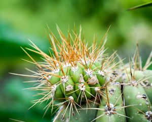 Preview wallpaper cactus, needles, green, blur, macro