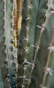 Preview wallpaper cactus, needles, macro, plant, thorns