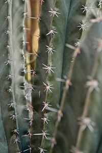 Preview wallpaper cactus, needles, macro, plant, thorns