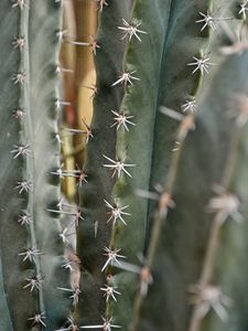 Preview wallpaper cactus, needles, macro, plant, thorns