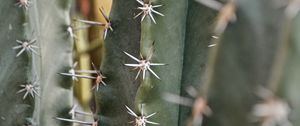 Preview wallpaper cactus, needles, macro, plant, thorns