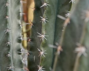 Preview wallpaper cactus, needles, macro, plant, thorns