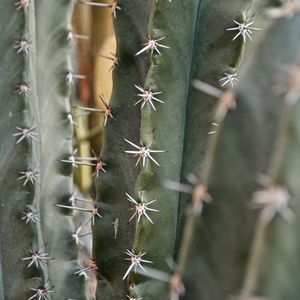 Preview wallpaper cactus, needles, macro, plant, thorns