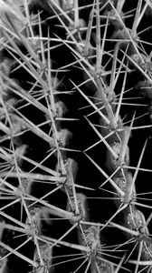 Preview wallpaper cactus, needles, macro, black and white