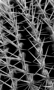Preview wallpaper cactus, needles, macro, black and white