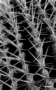 Preview wallpaper cactus, needles, macro, black and white