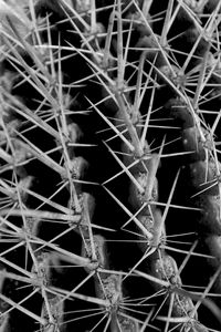 Preview wallpaper cactus, needles, macro, black and white