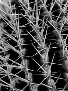 Preview wallpaper cactus, needles, macro, black and white