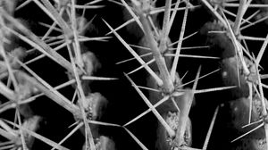 Preview wallpaper cactus, needles, macro, black and white
