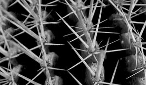 Preview wallpaper cactus, needles, macro, black and white