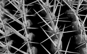 Preview wallpaper cactus, needles, macro, black and white