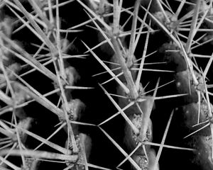 Preview wallpaper cactus, needles, macro, black and white