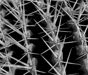 Preview wallpaper cactus, needles, macro, black and white