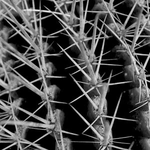 Preview wallpaper cactus, needles, macro, black and white