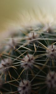 Preview wallpaper cactus, needles, macro