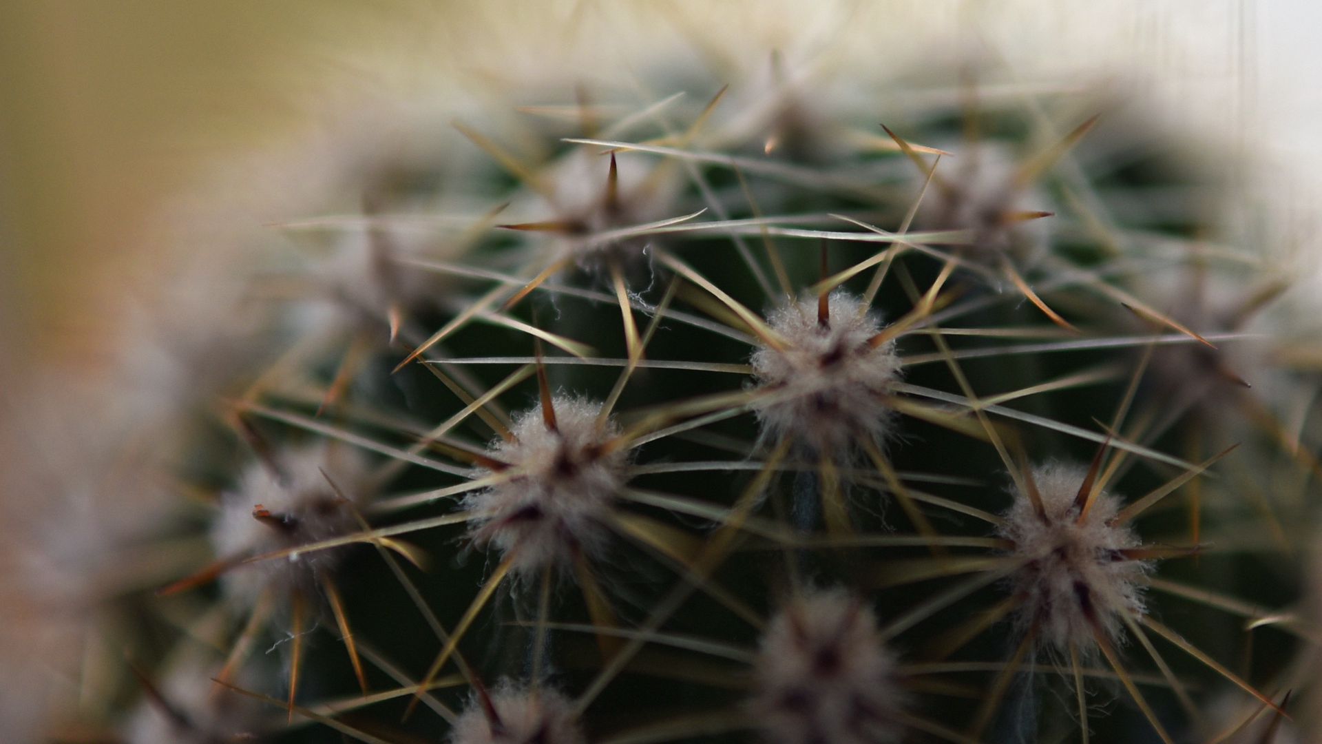 Download wallpaper 1920x1080 cactus, needles, macro full hd, hdtv, fhd