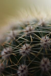 Preview wallpaper cactus, needles, macro