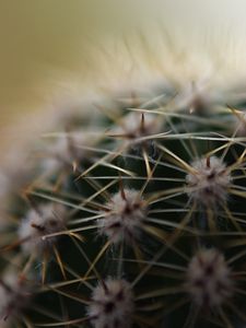 Preview wallpaper cactus, needles, macro