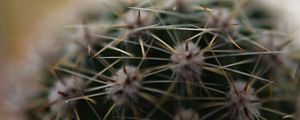 Preview wallpaper cactus, needles, macro