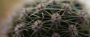 Preview wallpaper cactus, needles, macro