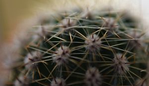 Preview wallpaper cactus, needles, macro