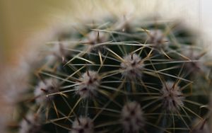 Preview wallpaper cactus, needles, macro