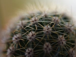 Preview wallpaper cactus, needles, macro