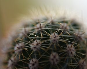 Preview wallpaper cactus, needles, macro