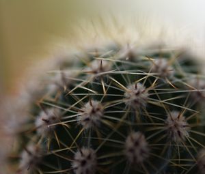 Preview wallpaper cactus, needles, macro