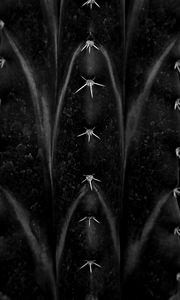 Preview wallpaper cactus, needles, macro, black