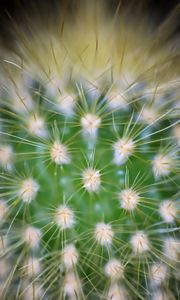 Preview wallpaper cactus, needles, macro, green