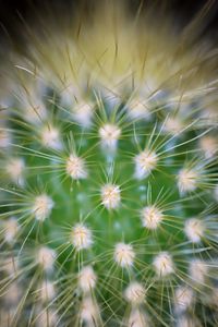 Preview wallpaper cactus, needles, macro, green