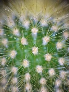 Preview wallpaper cactus, needles, macro, green